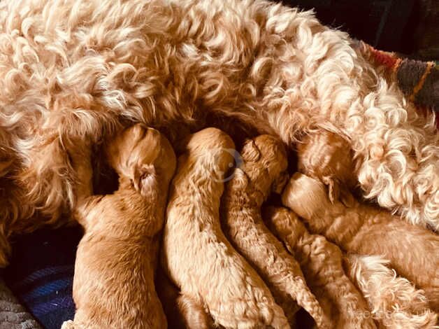 Gorgeous cockapoo puppies for sale in Melrose, Scottish Borders - Image 4