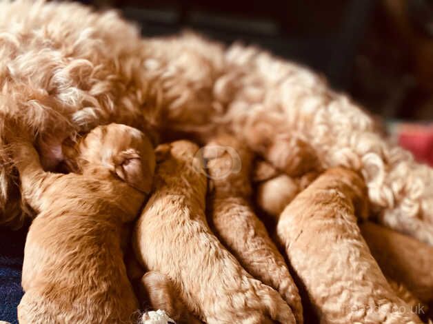 Gorgeous cockapoo puppies for sale in Melrose, Scottish Borders - Image 5