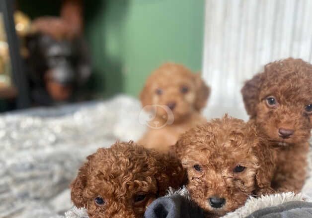 Gorgeous cockapoo puppies for sale in Melrose, Scottish Borders