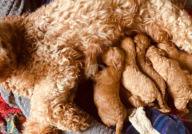 Gorgeous cockapoo puppies for sale in Melrose, Scottish Borders - Image 2