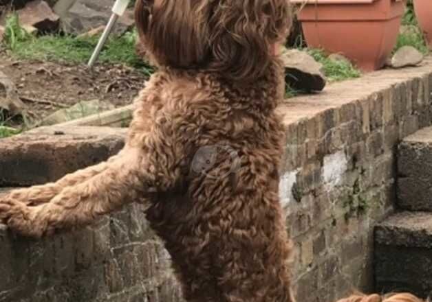 Gorgeous cockapoo puppies for sale in Melrose, Scottish Borders - Image 3