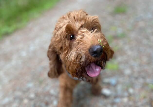 Gorgeous cockapoo puppies for sale in Melrose, Scottish Borders - Image 4