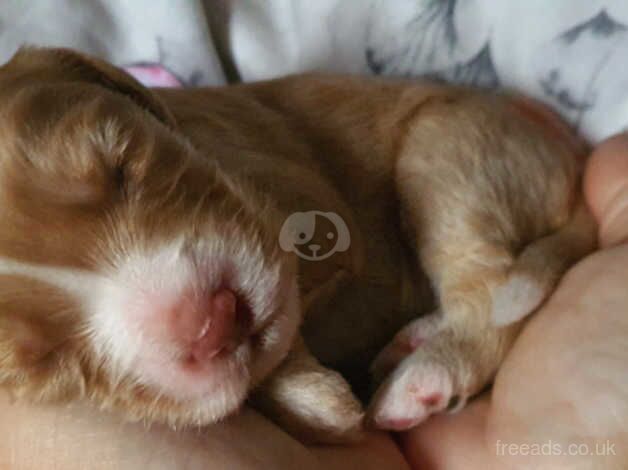 GORGEOUS Cockapoo Puppies for sale in Southam, Cumbria - Image 1