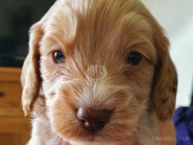 GORGEOUS Cockapoo Puppies for sale in Southam, Cumbria - Image 5