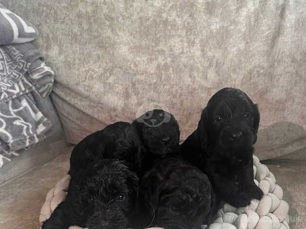 Gorgeous Cockapoo puppies for sale in Tonbridge, Kent