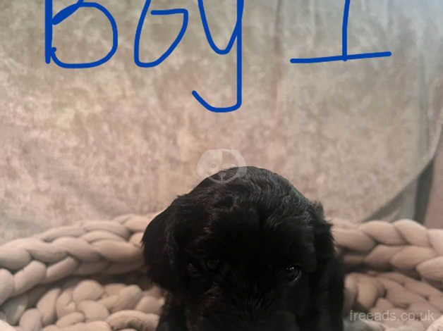 Gorgeous Cockapoo puppies for sale in Tonbridge, Kent - Image 2