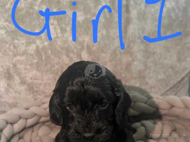 Gorgeous Cockapoo puppies for sale in Tonbridge, Kent - Image 3