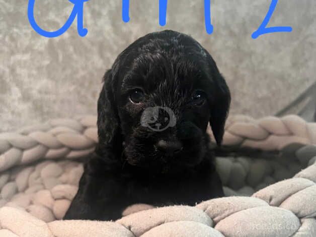 Gorgeous Cockapoo puppies for sale in Tonbridge, Kent - Image 4