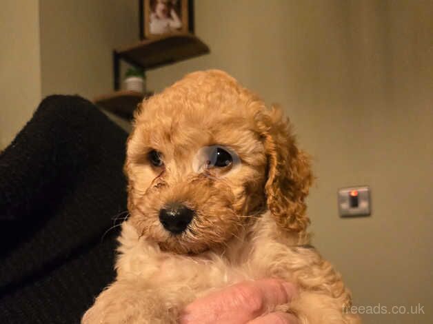 Gorgeous Cockapoo Puppies ONLY 1 GIRL & 1 BOY REMAINING for sale in Brampton, Cumbria