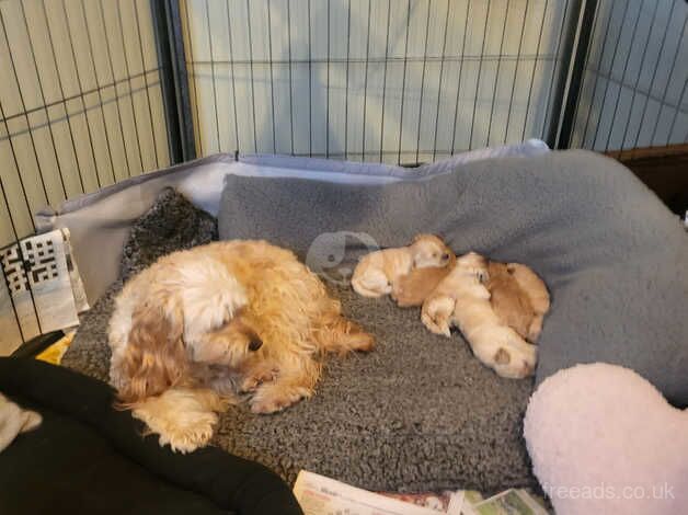 Gorgeous Cockapoo Puppies ONLY 1 GIRL & 1 BOY REMAINING for sale in Brampton, Cumbria - Image 2