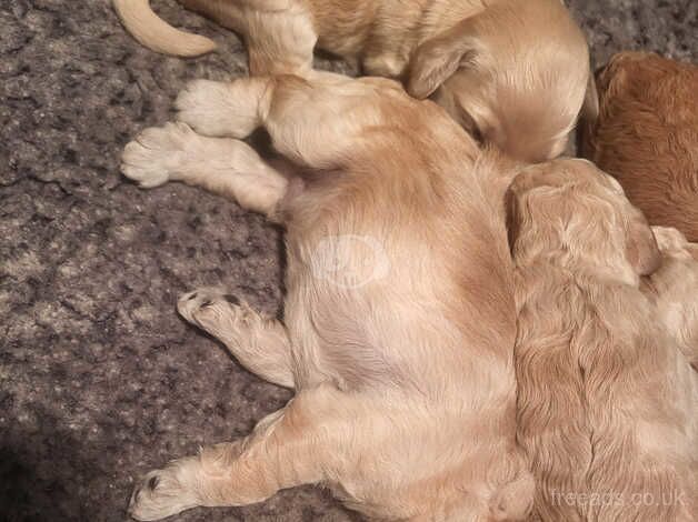 Gorgeous Cockapoo Puppies ONLY 1 GIRL & 1 BOY REMAINING for sale in Brampton, Cumbria - Image 5