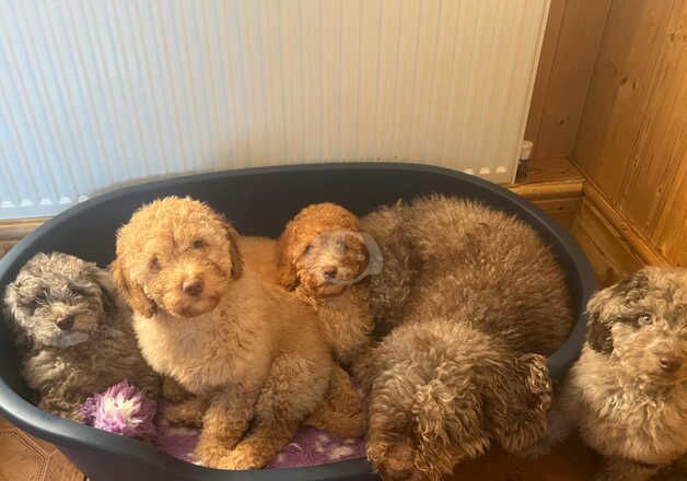 Gorgeous Cockapoo puppies for sale in Armthorpe, South Yorkshire