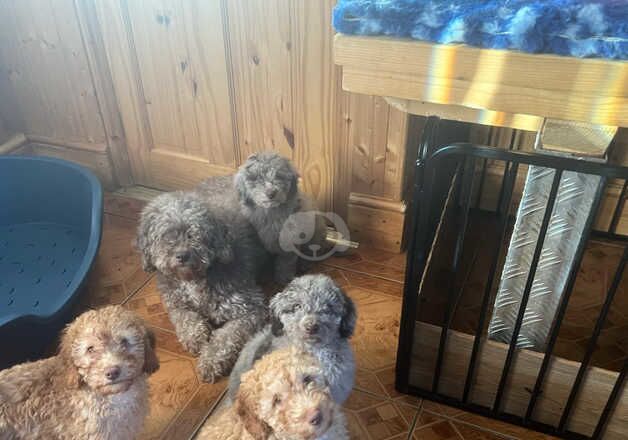 Gorgeous Cockapoo puppies for sale in Armthorpe, South Yorkshire - Image 2