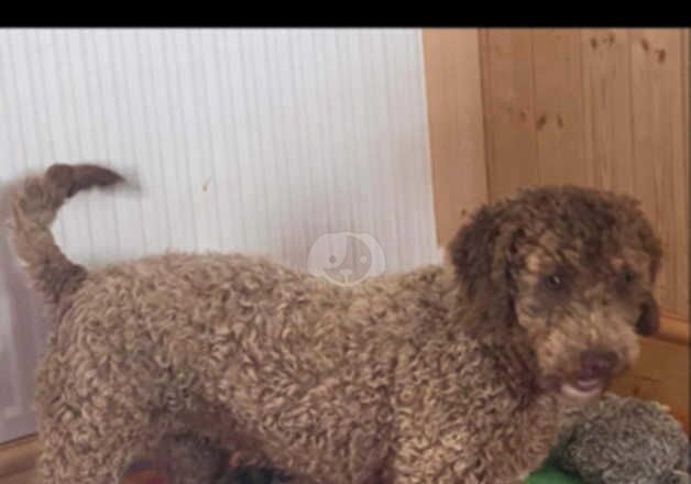 Gorgeous Cockapoo puppies for sale in Armthorpe, South Yorkshire - Image 4