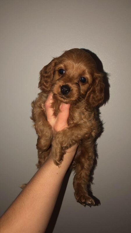 Gorgeous Cockapoo puppies ready to leave for sale in Sunderland, Tyne and Wear