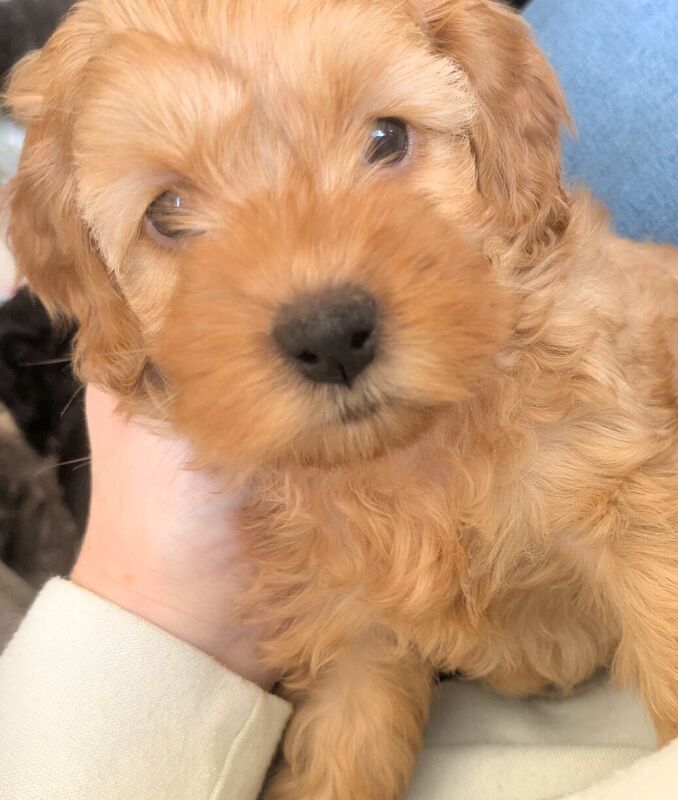 Gorgeous Cockapoo Pups for sale in Pocklington, East Riding of Yorkshire