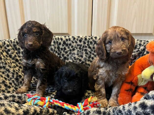 Gorgeous cockapoo pups for sale in Nelson, Lancashire - Image 1