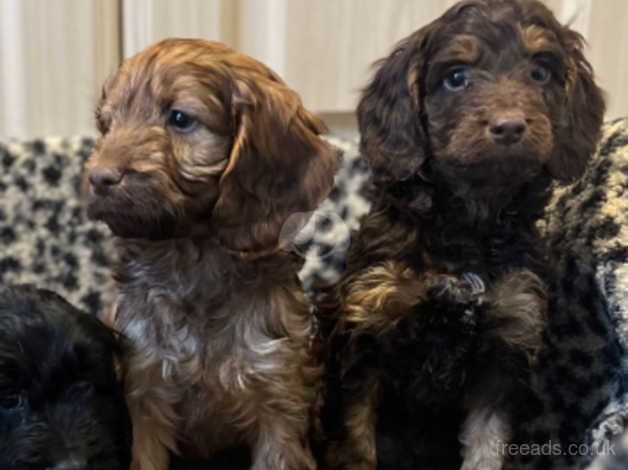 Gorgeous cockapoo pups for sale in Nelson, Lancashire - Image 2