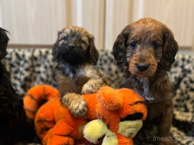 Gorgeous cockapoo pups for sale in Nelson, Lancashire - Image 3