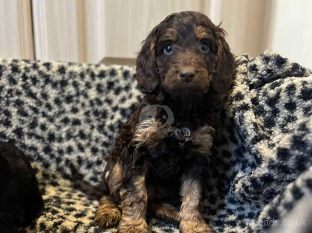 Gorgeous cockapoo pups for sale in Nelson, Lancashire - Image 4