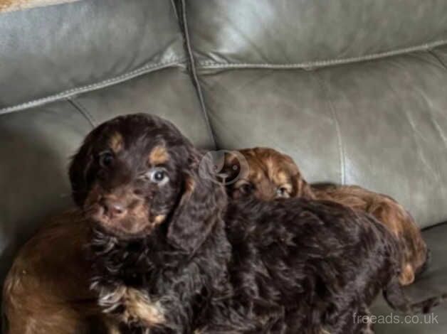 Gorgeous cockapoo pups for sale in Nelson, Lancashire - Image 5