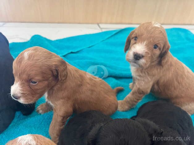 Gorgeous Cocker, poo puppies for sale in Shrewsbury, Shropshire