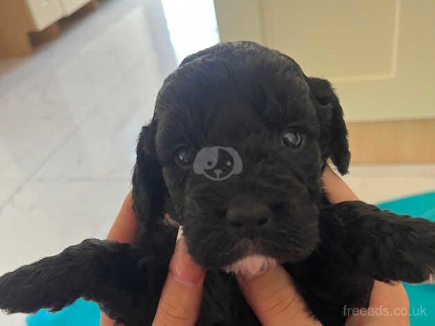 Gorgeous Cocker, poo puppies for sale in Shrewsbury, Shropshire - Image 2