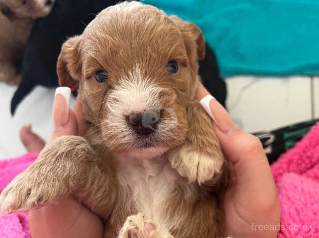 Gorgeous Cocker, poo puppies for sale in Shrewsbury, Shropshire - Image 3