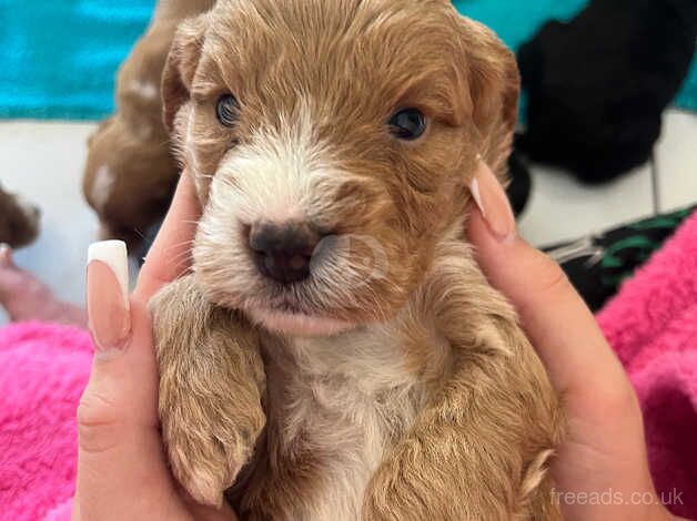 Gorgeous Cocker, poo puppies for sale in Shrewsbury, Shropshire - Image 5