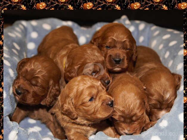 Gorgeous F1 Fox Red Cockapoo Puppies for sale in Grange-Over-Sands, Cumbria