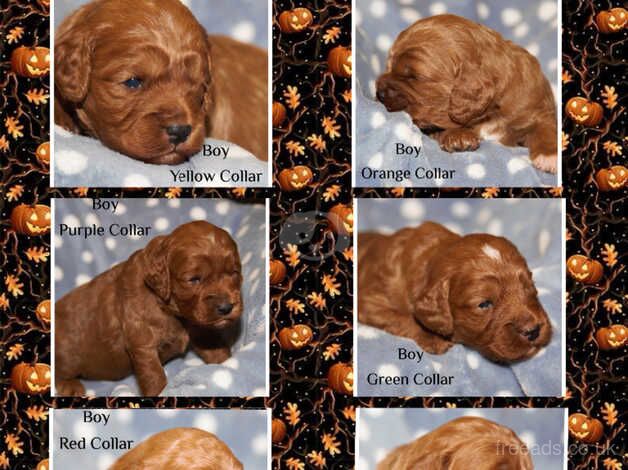 Gorgeous F1 Fox Red Cockapoo Puppies for sale in Grange-Over-Sands, Cumbria - Image 2