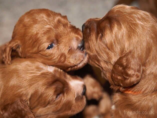 Gorgeous F1 Fox Red Cockapoo Puppies for sale in Grange-Over-Sands, Cumbria - Image 4