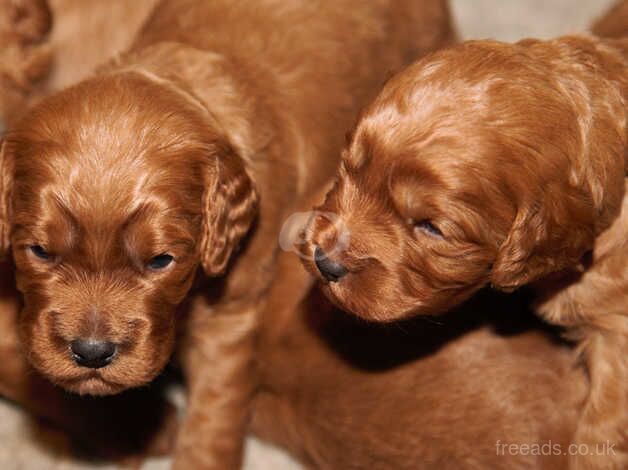 Gorgeous F1 Fox Red Cockapoo Puppies for sale in Grange-Over-Sands, Cumbria - Image 5