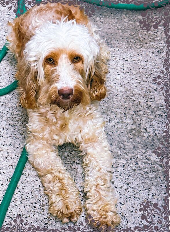 Gorgeous F1B Cockapoo girl is looking for a new forever home for sale in Barnsley, South Yorkshire