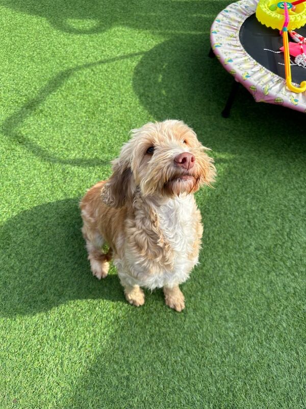 Gorgeous F1b cockapoo girl is looking for her forever home for sale in Barnsley, South Yorkshire