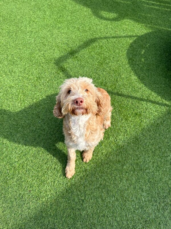 Gorgeous F1b cockapoo girl is looking for her forever home for sale in Barnsley, South Yorkshire - Image 2