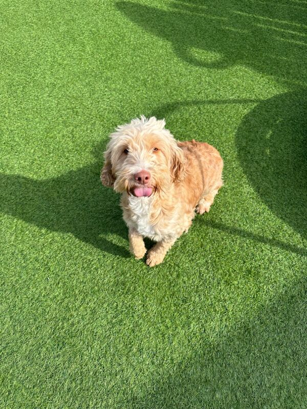 Gorgeous F1b cockapoo girl is looking for her forever home for sale in Barnsley, South Yorkshire - Image 3