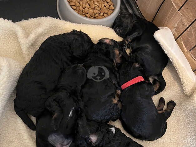 Gorgeous f1b cockapoo puppies - 5 left for sale in Doncaster, South Yorkshire