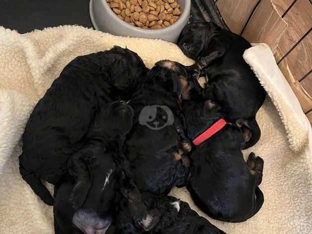 Gorgeous f1b cockapoo puppies - 5 left for sale in Doncaster, South Yorkshire - Image 2