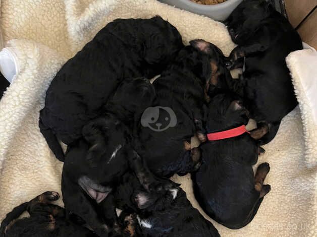 Gorgeous f1b cockapoo puppies - 5 left for sale in Doncaster, South Yorkshire - Image 3