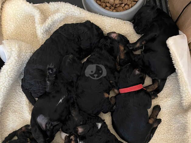 Gorgeous f1b cockapoo puppies - 5 left for sale in Doncaster, South Yorkshire - Image 4