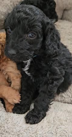 Gorgeous F2 Cockapoo puppies for sale in Crewe, Cheshire
