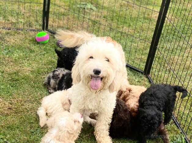 gorgeous F2 cockapoo puppies for sale in Bishop Auckland, County Durham