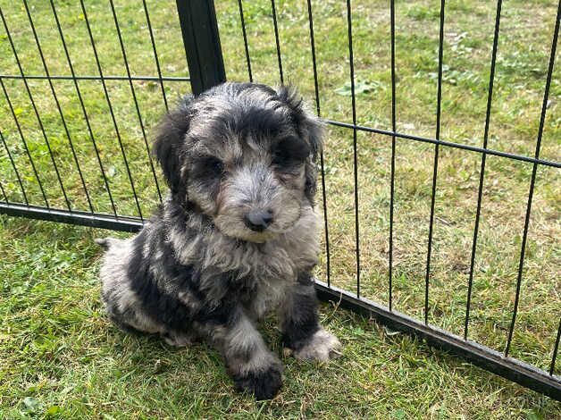 gorgeous F2 cockapoo puppies for sale in Bishop Auckland, County Durham - Image 2