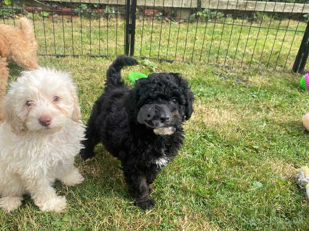 gorgeous F2 cockapoo puppies for sale in Bishop Auckland, County Durham - Image 3