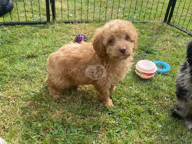 gorgeous F2 cockapoo puppies for sale in Bishop Auckland, County Durham - Image 4