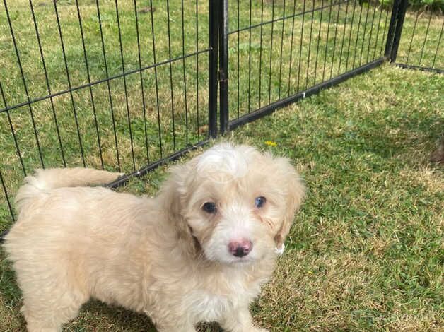 gorgeous F2 cockapoo puppies for sale in Bishop Auckland, County Durham - Image 5