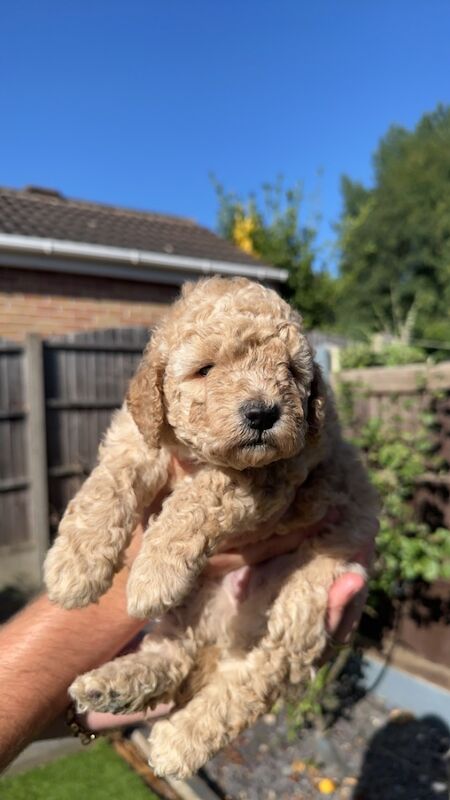 Gorgeous F2 COCKAPOOS for sale in Rotherham, South Yorkshire - Image 3