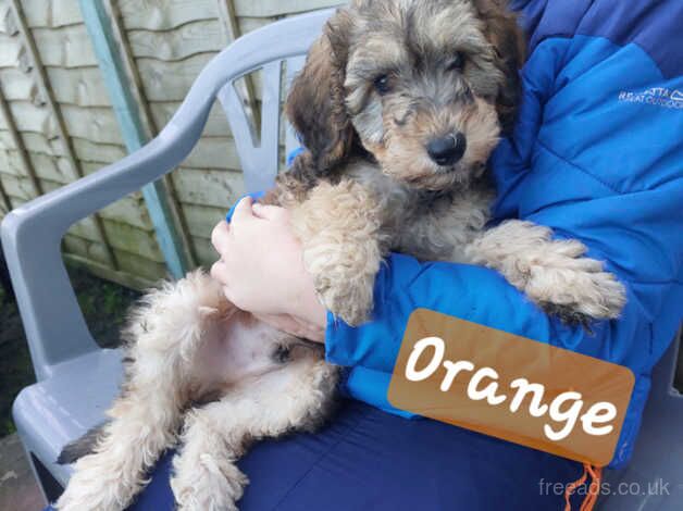 Gorgeous fluffy cockerpoo x salukipoo's for sale in Swansea