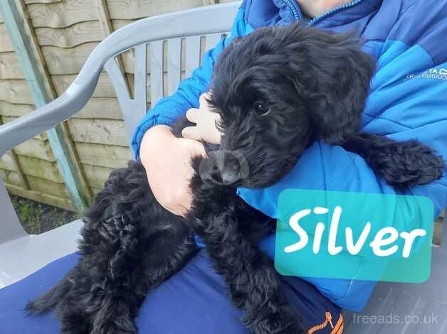 Gorgeous fluffy cockerpoo x salukipoo's for sale in Swansea - Image 2